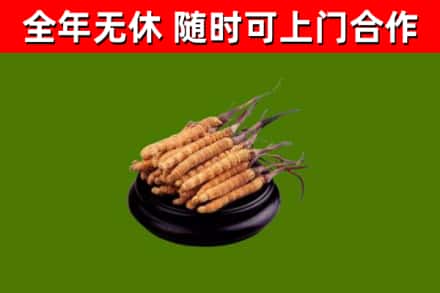 前锋回收散虫草